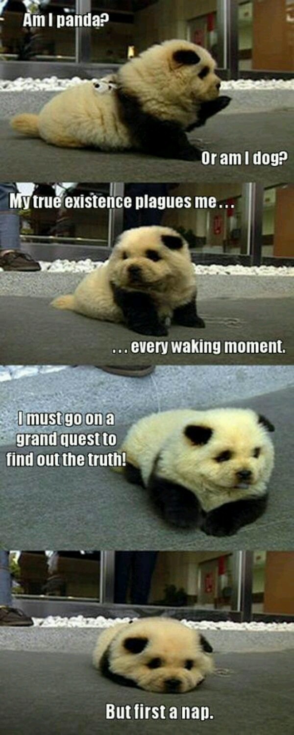 Panda dog - meme