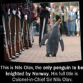 Yes...penguin sir?