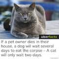 that's why i love cats