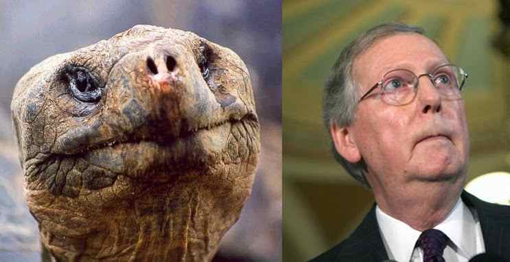Mitch McConnell and a turtle coincidence? - meme
