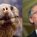 Mitch McConnell and a turtle coincidence?