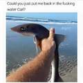 Fed up shark