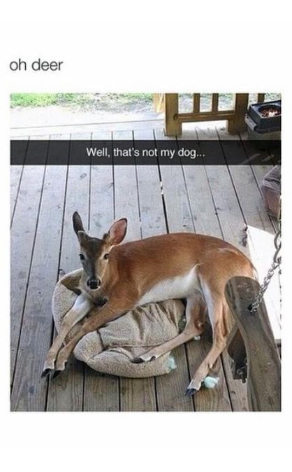 Deer. ,, - meme