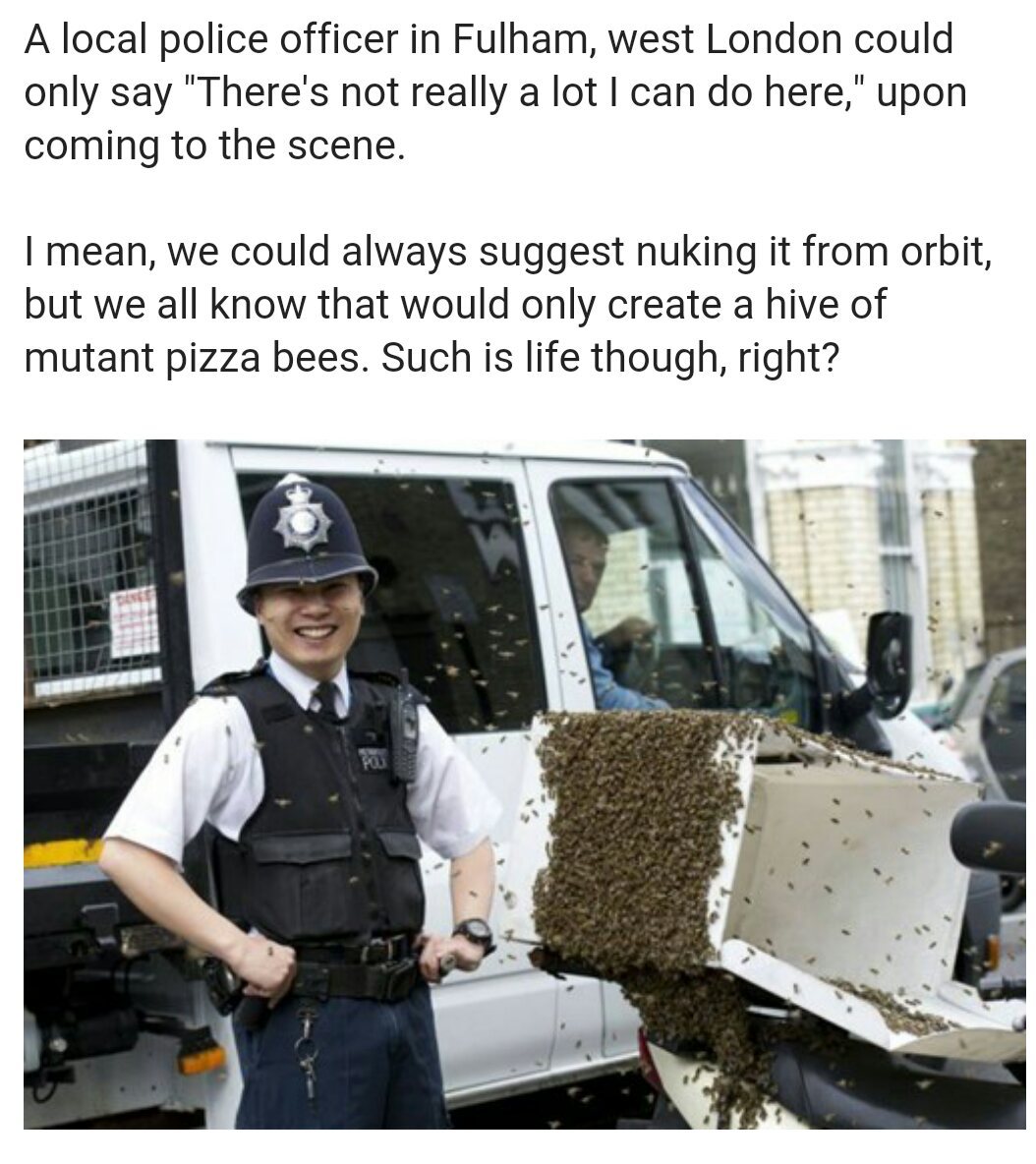 Bees mistake a pizza delivery bike for their hive - meme