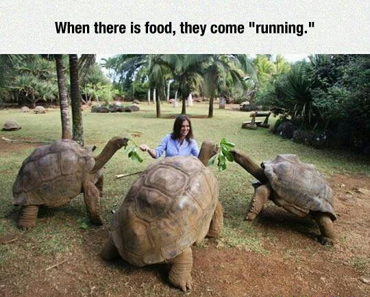 Turtles - meme
