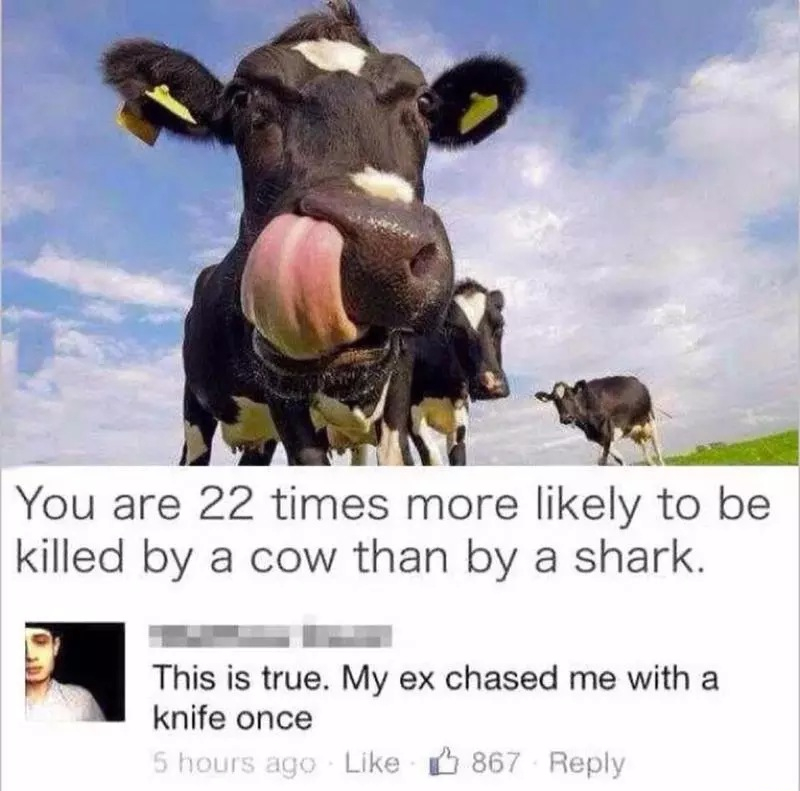 Cows - meme