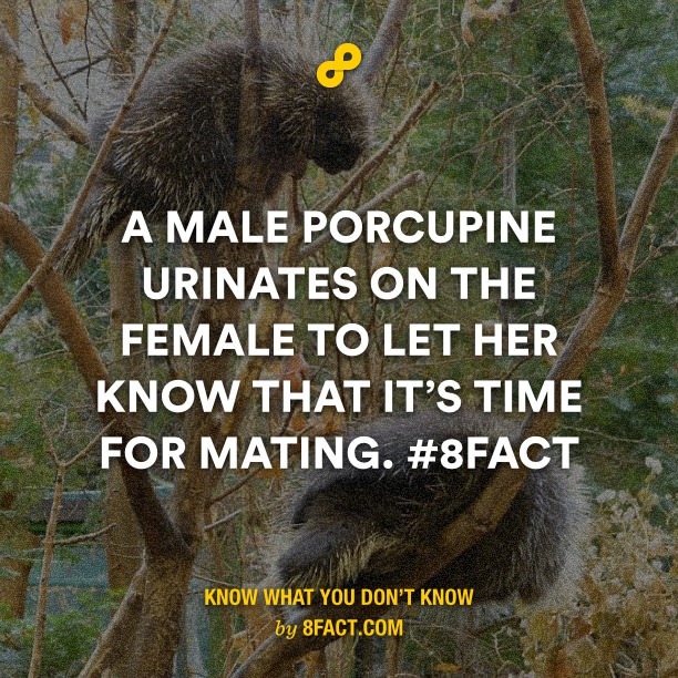 naughty male porcupine - meme