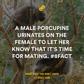 naughty male porcupine