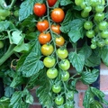 Tomato loading in progress