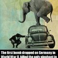 Rip elephant
