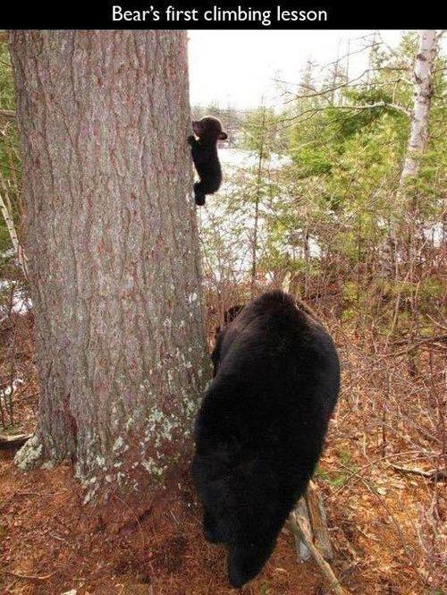 Baby bear's first tree climb. - meme