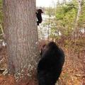 Baby bear's first tree climb.