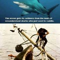 3rd comment is a shark