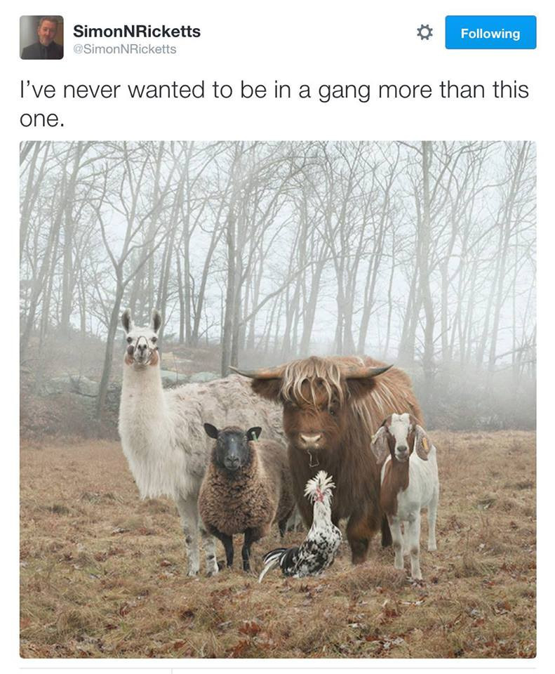 The gang life - meme