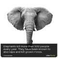 don't mess with elephants