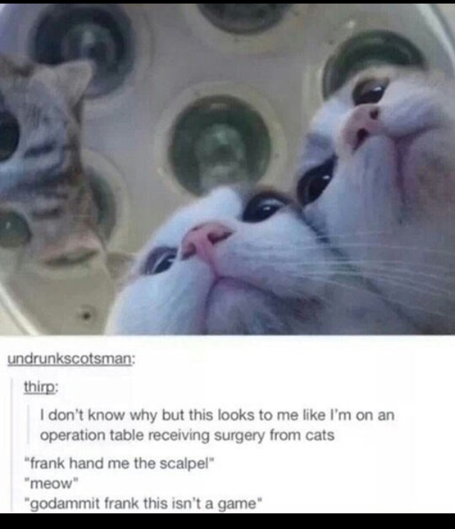 Cat surgery - meme