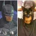 Bat cat