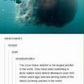 3rd comment touches the jellyfish with his dick