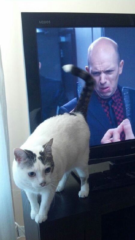 Le chat est en parfaite coordination avec la télé - meme