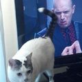 Le chat est en parfaite coordination avec la télé