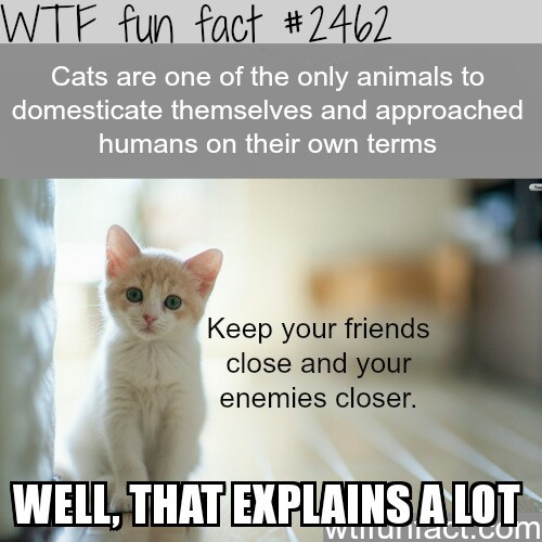 domesticated cats - meme