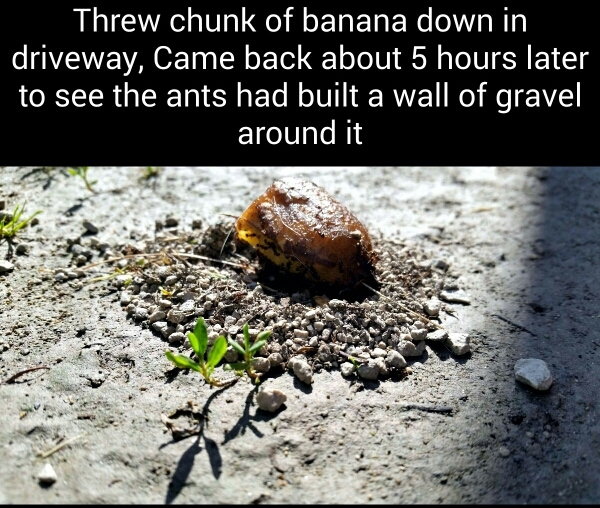 Banana - meme