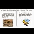 Stupid Wasps