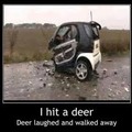 Deer vs smart car