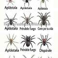 Tipos de arañas