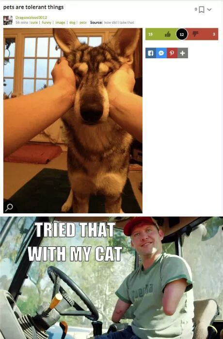 Are you a dog or cat person ? - meme