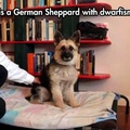 What is this, A German Shepherd for ants?