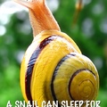 snails, just when you think they're dead, they're only asleep
