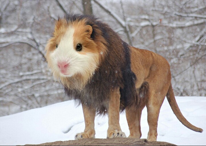 C'est un lion-hamster? Un limster - meme