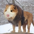 C'est un lion-hamster? Un limster