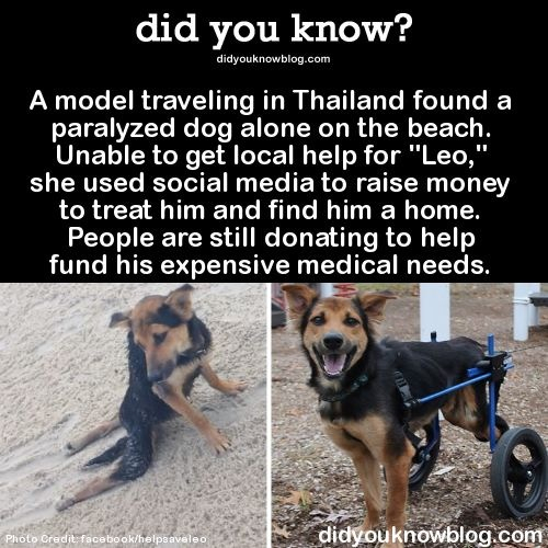 Awkward moment when dog has better health coverage than you... - meme