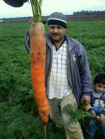 Tu veux voir ma grosse carotte ? - meme