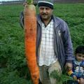 Tu veux voir ma grosse carotte ?