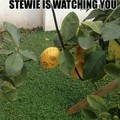 fucking stewie