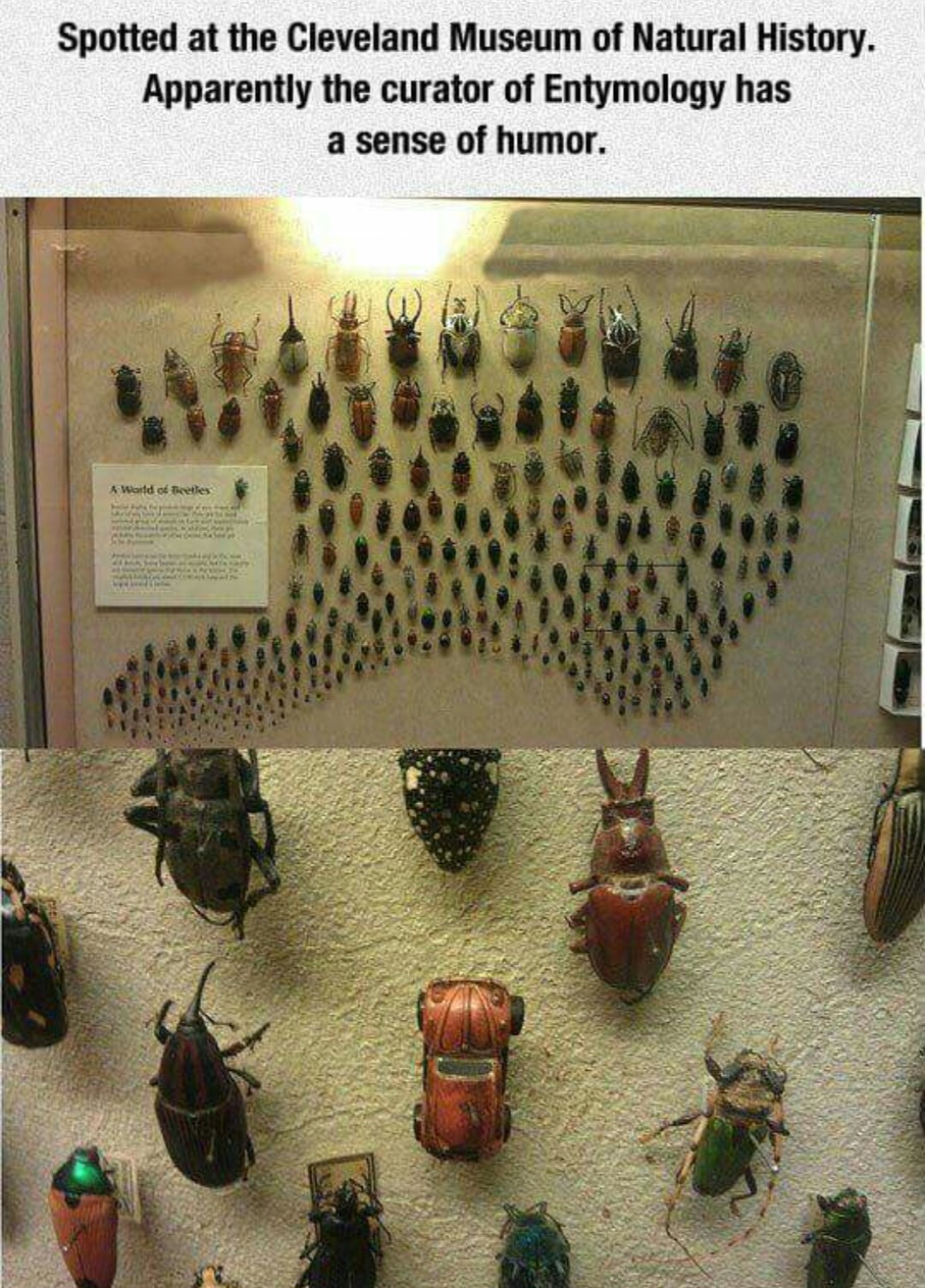 all them beetles! - meme