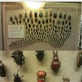 all them beetles!
