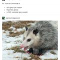Opossummypossum
