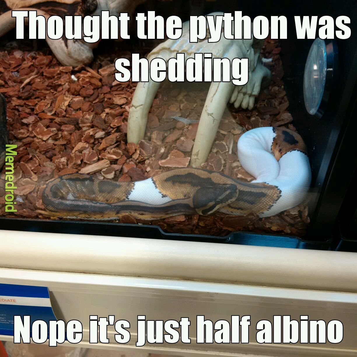 half albino python - meme