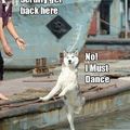 That dog is too damn good at dancing