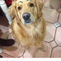 eyebrows dog