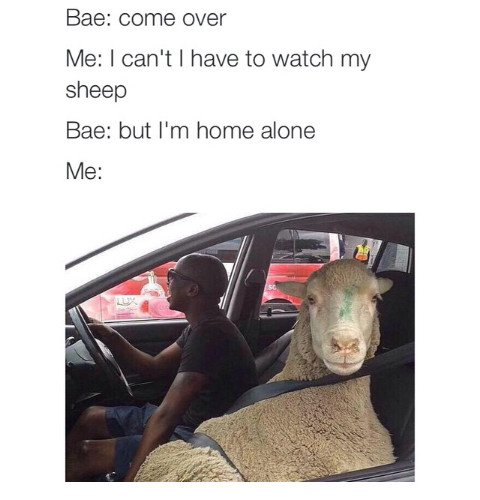 That's sheep - meme
