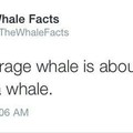 Holy whale sperm batman what a fact