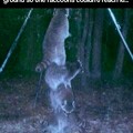 Raccoons will do anything to get food