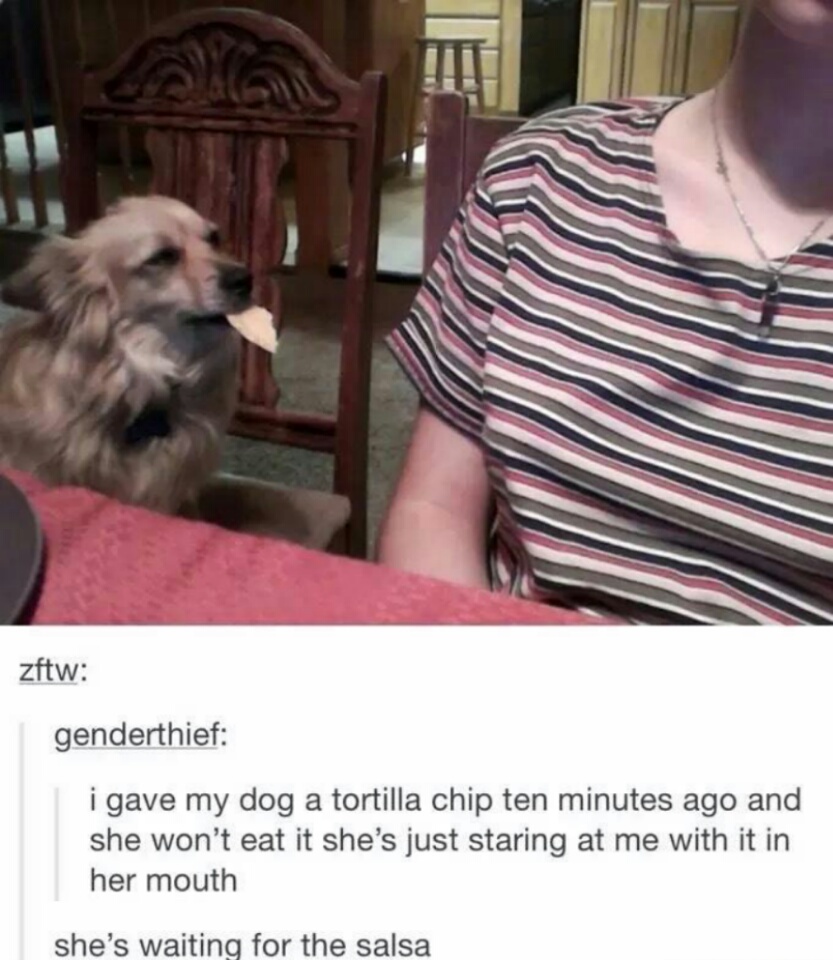 salsa dog - meme