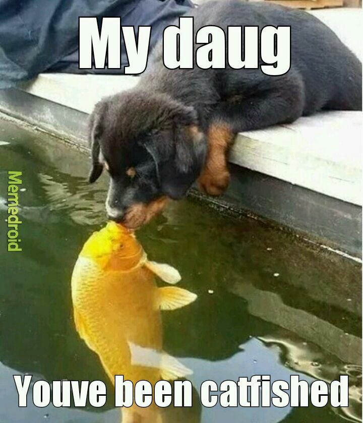 Propper catfish - meme