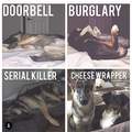 Dog security system